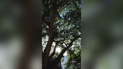 AnabelleCharis — Nature