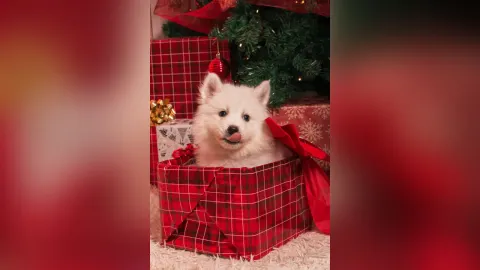StacyMonet — Santa I've been a good girl