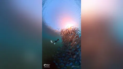 ErzabelLew — Free diving in Bali