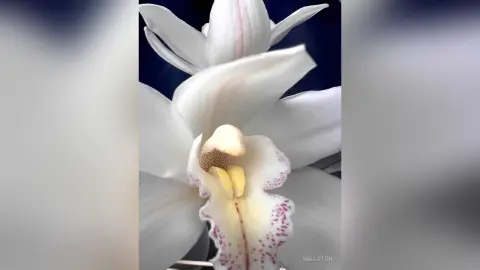NellSton — Orchid 