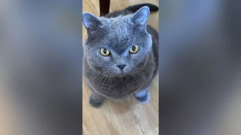 LanaBowie — Cat