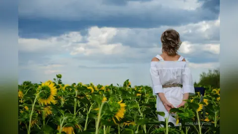 AdrianStone — My sunflower summer 2024