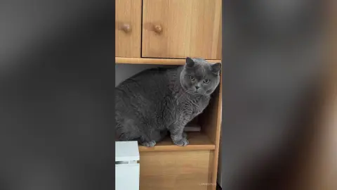 LanaBowie — Cat