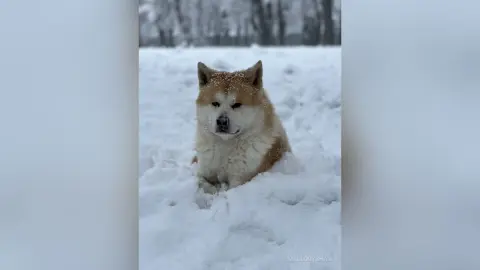 Fluffy Akita Inu dog sitting in deep white snow in a peaceful winter forest setting.