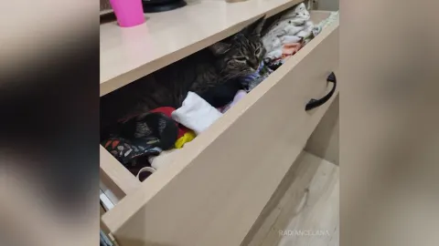 RadianceLana — My favorite Splyushka😸(My pussy)