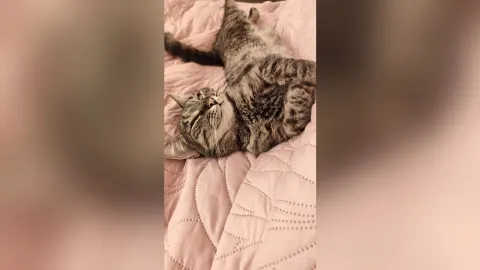 RadianceLana — My favorite Splyushka😸(My pussy)