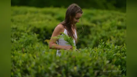 Young woman in a white tank top picking ferns in a lush, serene green tea plantation.