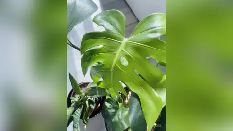 Lush green Monstera Deliciosa leaves in a bright indoor setting creating a fresh botanical mood.