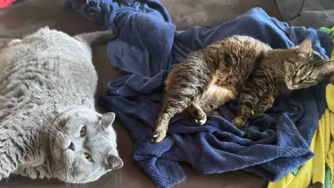 LanaBowie — Cat