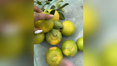 KattyLeya — KattyLeya holds a pile of fresh green and yellow citrus fruits on a light blue surface.