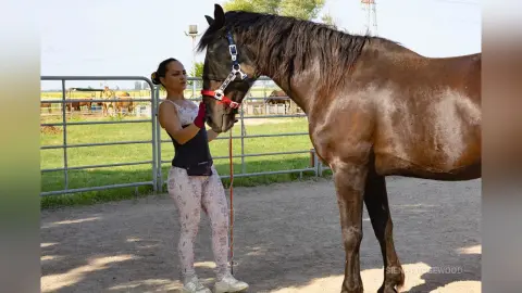 Woman in athletic wear holding a lead rope for a dark brown horse in a sunny outdoor paddock.