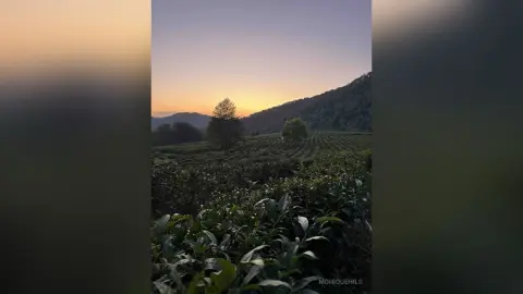 Serene sunset view over lush green tea plantations and rolling hills at golden hour.