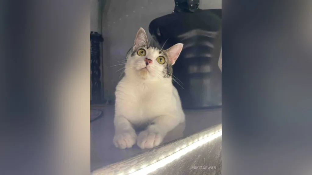 NikitaSwan — My kitty cats