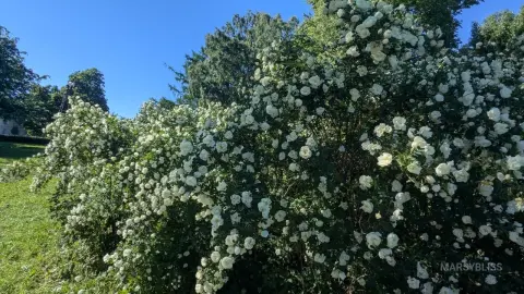 MarsyBliss posing outdoors next to a large, thick bush covered in white flowers under a clear blue sky.
