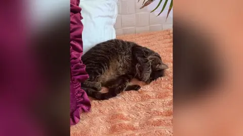 A fluffy tabby cat sleeping peacefully on a soft peach textured blanket in a cozy bedroom setting.