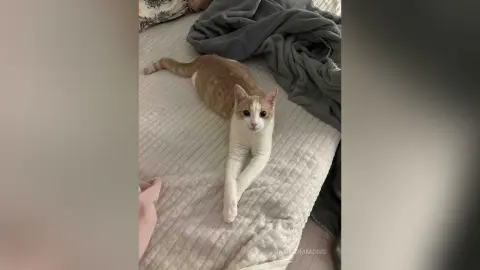 An orange and white tabby cat lying on a white textured bedspread in a cozy, peaceful indoor setting.