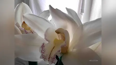 NellSton — Orchid 