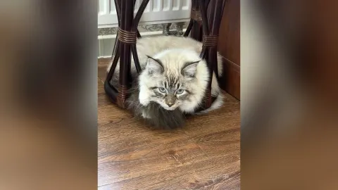MariNa — My kitten 🐈‍⬛