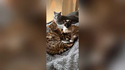 Three diverse cats lounging together on a cozy grey textured blanket in a warm indoor setting.