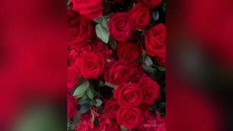 Romantic close-up of lush red roses and green leaves creating a vibrant floral background.