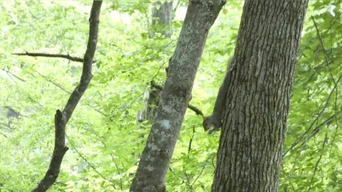 A small grey squirrel climbing a textured tree trunk in a lush, sunlit green forest.