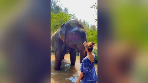 Woman in a blue striped shirt petting a large elephant in a tropical jungle pond.