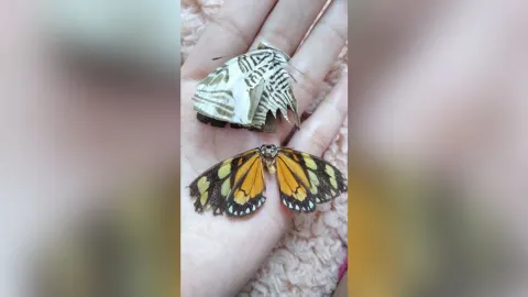 MollyVolkova — 🦋
