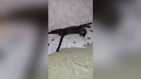 RadianceLana — My favorite Splyushka😸(My pussy)