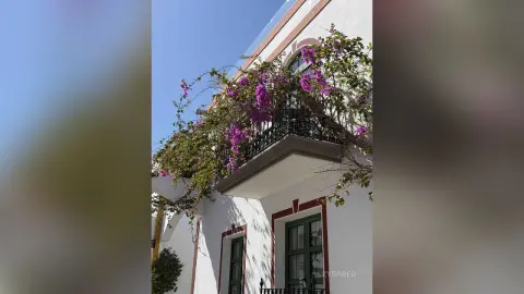 Vibrant purple bougainvillea flowers blooming on a white Mediterranean building balcony under a clear blue sky.