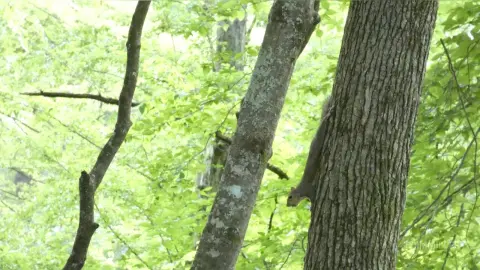 A small squirrel climbing a textured tree trunk in a lush, sunlit green forest.