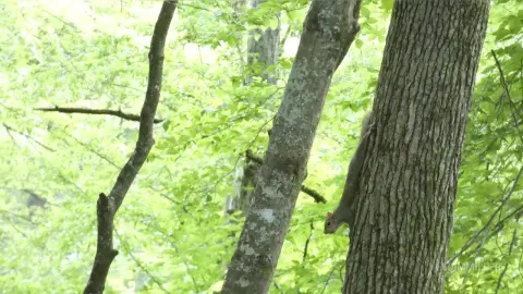 A brown squirrel climbing a textured tree trunk in a lush, sunlit green forest.