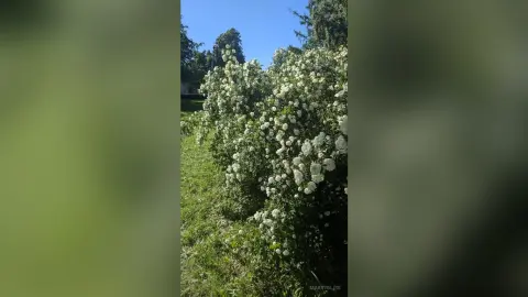 A large, thick bush covered in small white flowers grows in a grassy outdoor setting under a clear blue sky.
