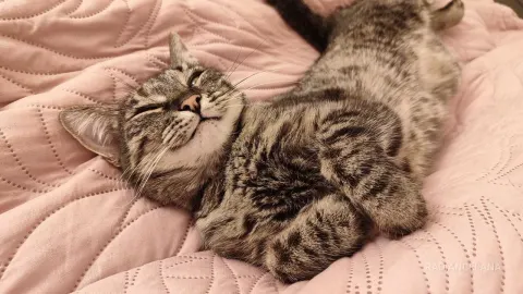 RadianceLana — My favorite Splyushka😸(My pussy)