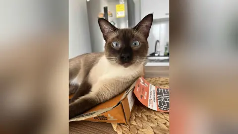 Close-up portrait of a curious Siamese cat with blue eyes sitting on a cardboard box in a bright kitchen.