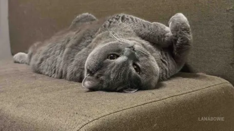 LanaBowie — Cat
