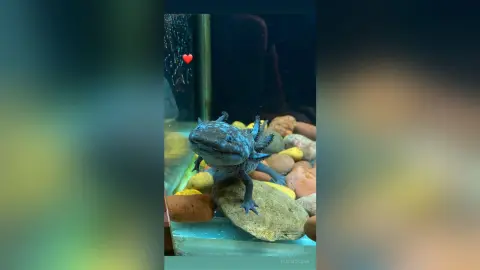 A blue axolotl resting on rocks in a dark aquarium setting with a peaceful mood.
