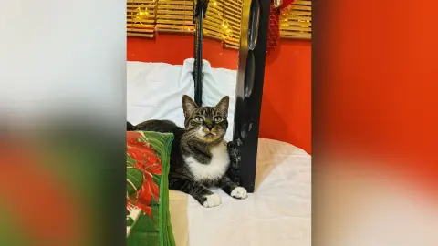 AnnieClay — Cat “Susty”