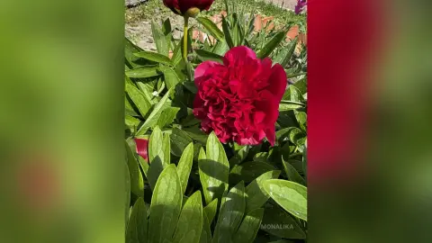 Vibrant red peony flower blooming amidst lush green leaves in a sunny garden setting.