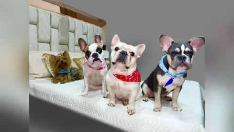 JosiePelthon — My dogs