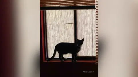 AnnieClay — Cat “Susty”