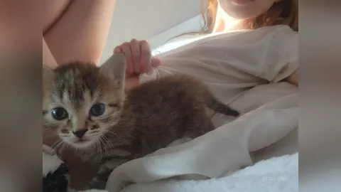 RemiLuna — kittens