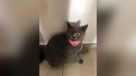 IssaSmith — my cat