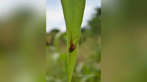 Close-up of a small brown insect crawling on a vibrant green leaf in a natural outdoor garden setting.
