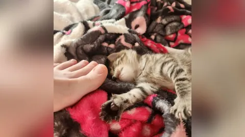 RemiLuna — kittens