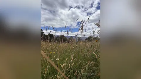 Tall wild grass swaying in a meadow under a cloudy sky during a peaceful summer day.