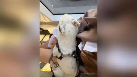 CarlynKernell — Watching the world go by with my dog