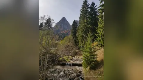 Scenic mountain landscape featuring a rocky stream flowing through a lush pine forest under a clear sky.