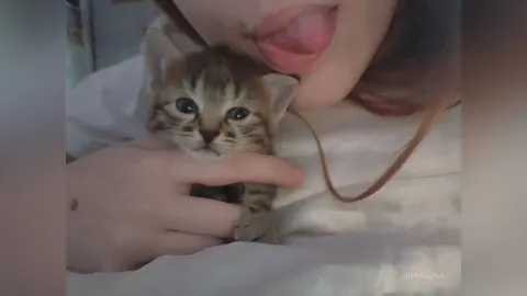 RemiLuna — kittens