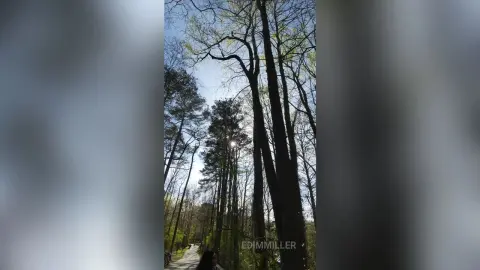 Tall trees reaching toward a bright sky in a peaceful, sunlit forest setting.
