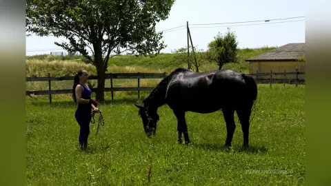 Woman in blue outfit leading a black horse through a sunny green meadow near a wooden fence.